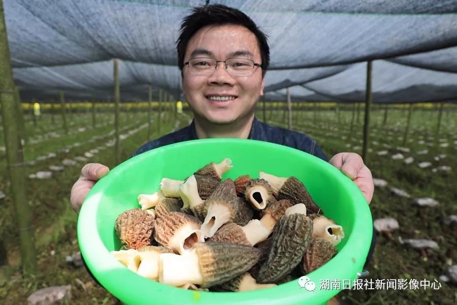 湖南金芙農業(yè)科技有限公司,湖南蛹蟲草,湖南羊肚菌,蛹蟲草,羊肚菌,龍新,蟲草酒哪里好,衡陽食用菌,衡陽羊肚菌,衡陽蛹蟲草